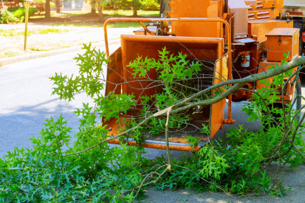 Best Lawn Dethatching  in Hillview, KY